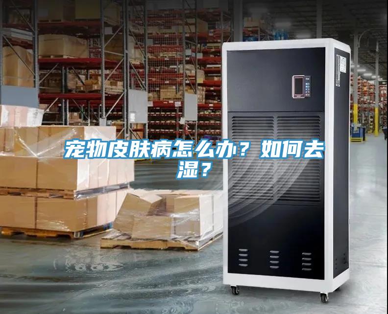 寵物皮膚病怎么辦?如何去濕?
