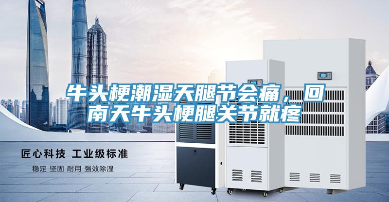 牛頭梗潮濕天腿節(jié)會痛，回南天牛頭梗腿關(guān)節(jié)就疼